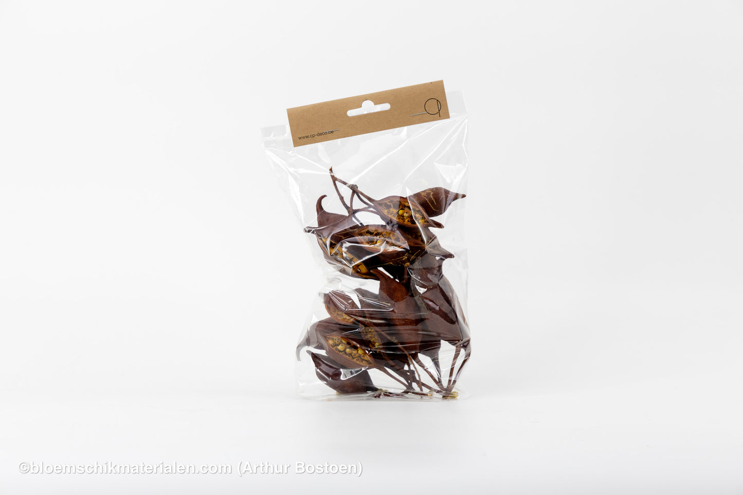 BRACHYCHITON NATUREL (+/- 150GR)