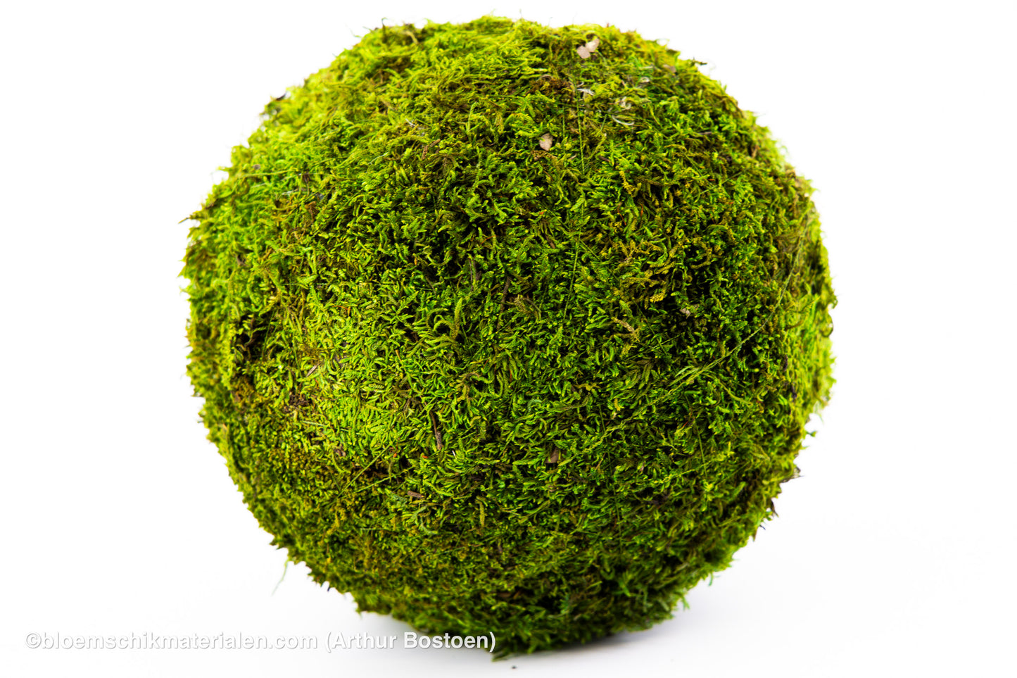 BOL GROEN MOS GECONSERVEERD 20CM