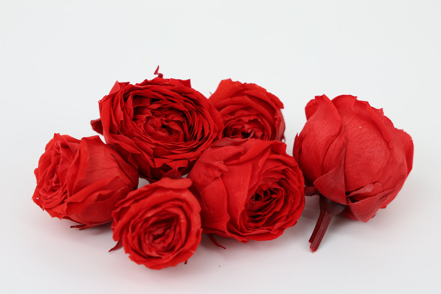 GECONSERVEERDE ROOS (ENGLISH ROSE PIPA) +/-4CM ROOD 6ST