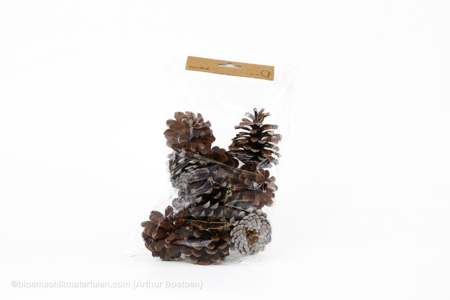 OOSTENRIJKER KOPPEN ( PINUS NIGRA ) WITTE TIP +/-200GR