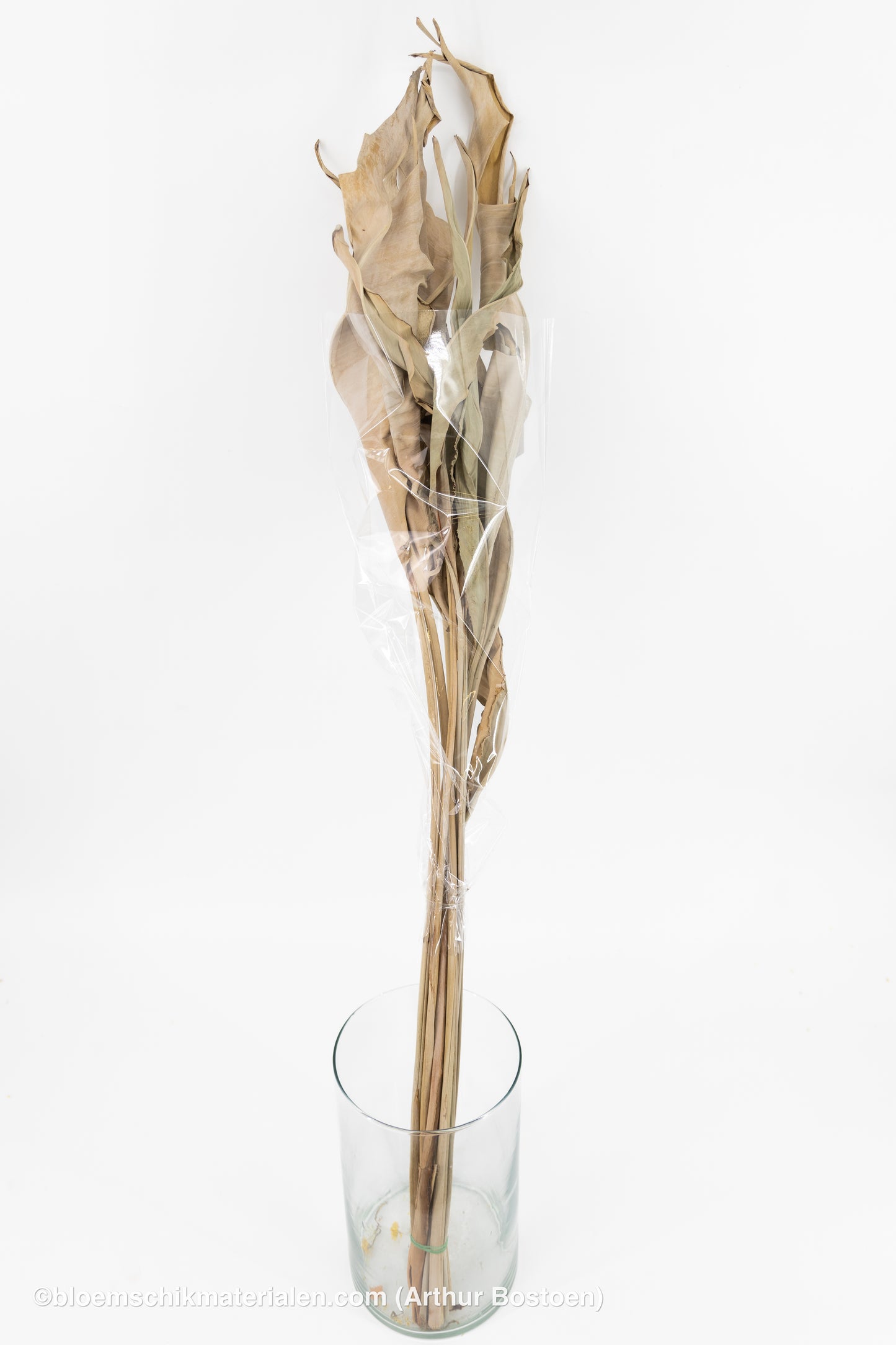 STRELITZIA LANG NATUREL 10ST