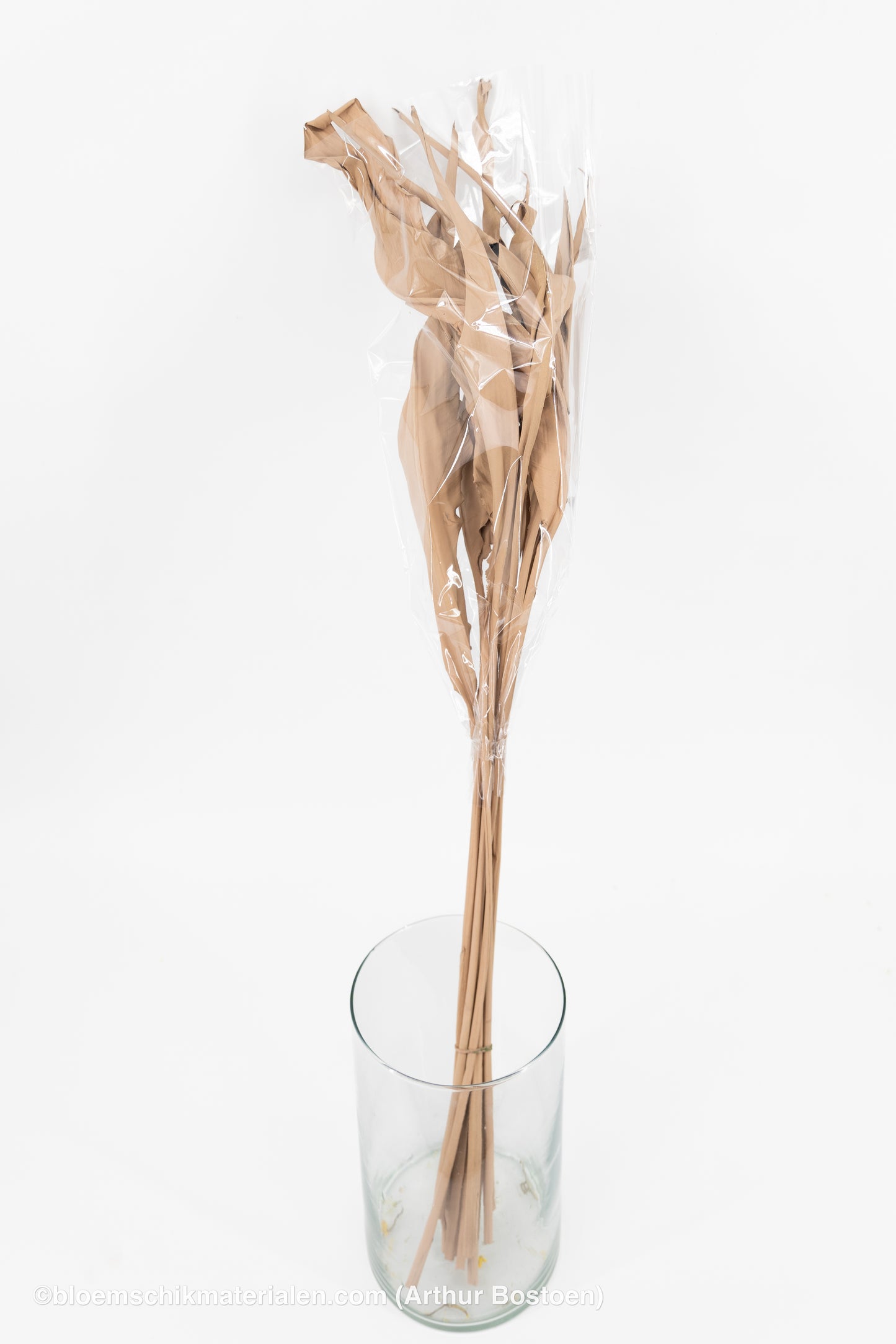 STRELITZIA LANG POEDERROOS 10ST