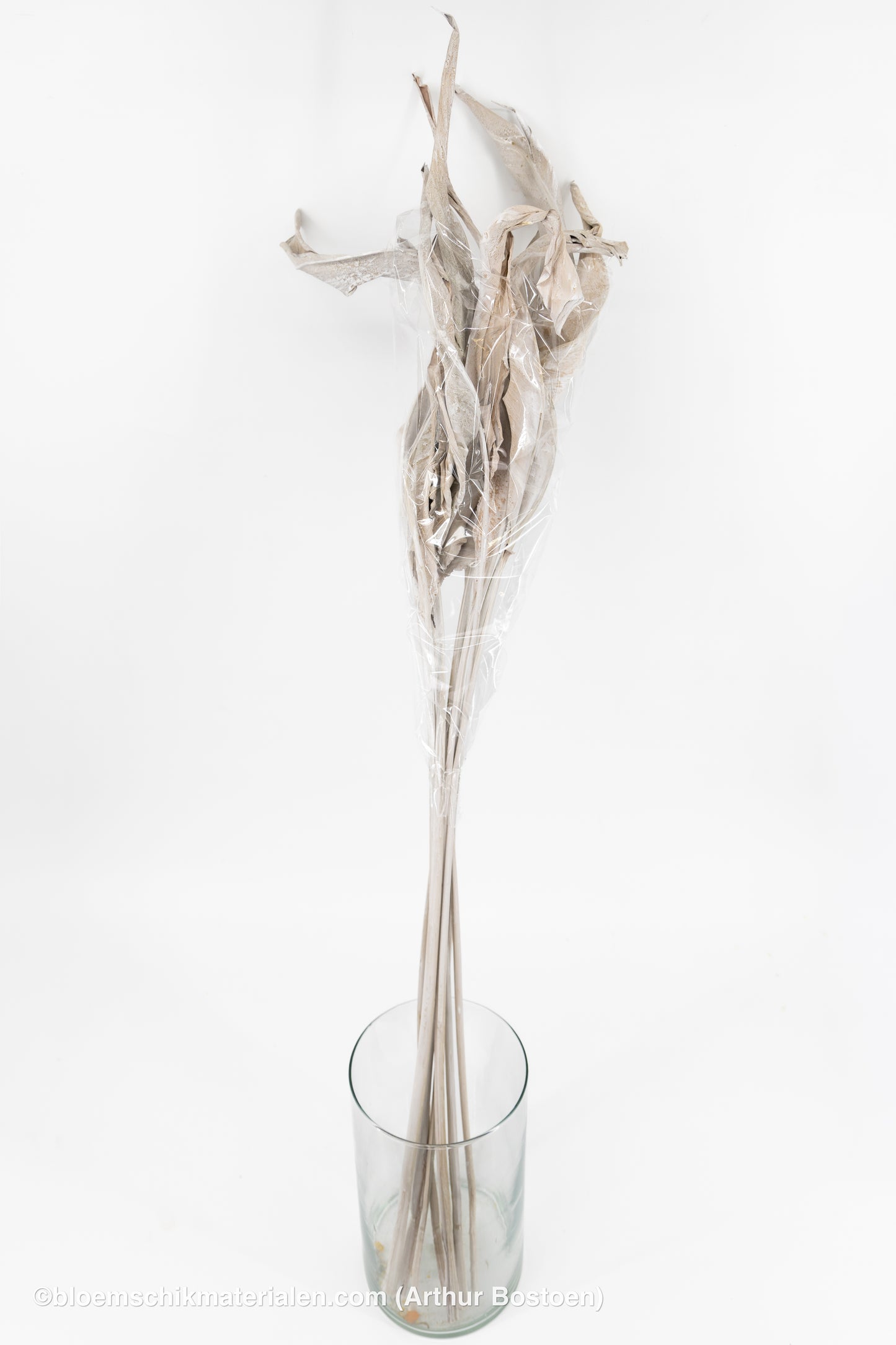 STRELITZIA LANG WHITE WASH 10ST