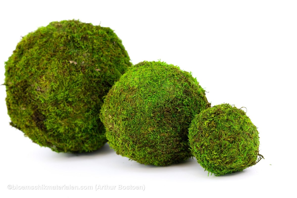 BOL GROEN MOS GECONSERVEERD 10CM - bloemschikmaterialen.com