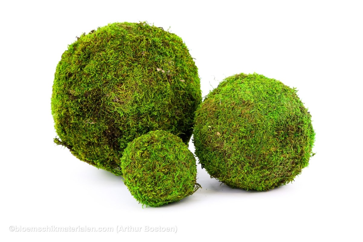 BOL GROEN MOS GECONSERVEERD 15CM - bloemschikmaterialen.com