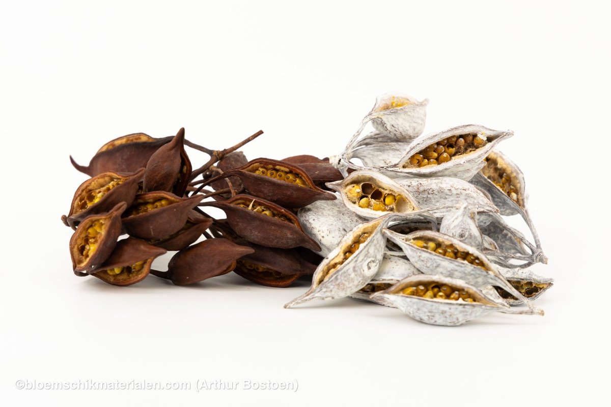 BRACHYCHITON NATUREL (+/ - 150GR) - bloemschikmaterialen.com