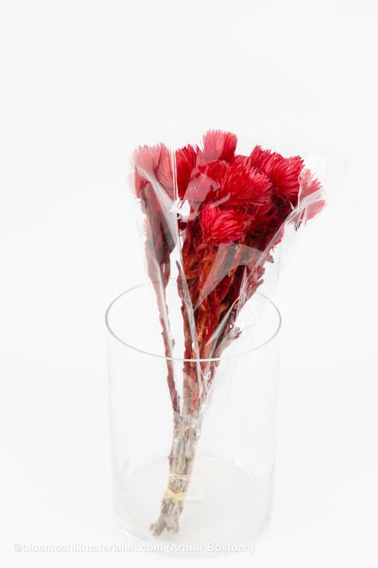 CAPBLUMEN LARGE 30CM ROOD +/ - 50GR - bloemschikmaterialen.com