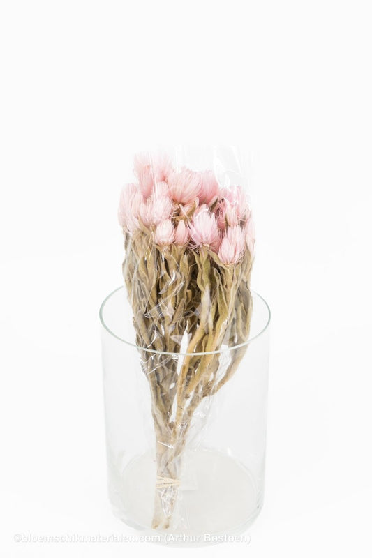 CAPBLUMEN LARGE 30CM ROZE +/ - 50GR - bloemschikmaterialen.com