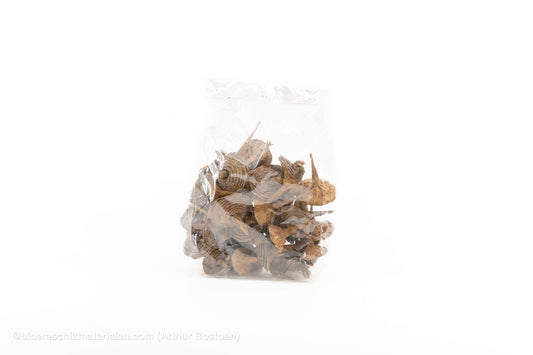 CEDER BASIS NATUREL 40ST - bloemschikmaterialen.com