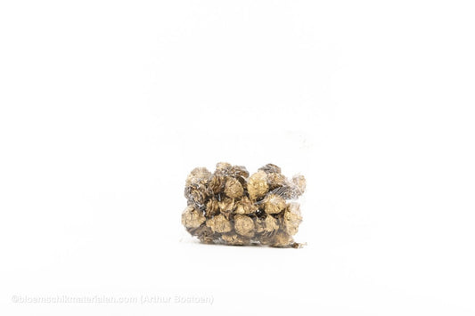 CEDER ROSE GOUD 40ST - bloemschikmaterialen.com