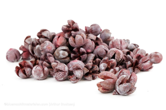 CHILONI RED WASH +/ - 1KG - bloemschikmaterialen.com