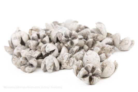CHILONI WHITE WASH +/ - 1KG - bloemschikmaterialen.com