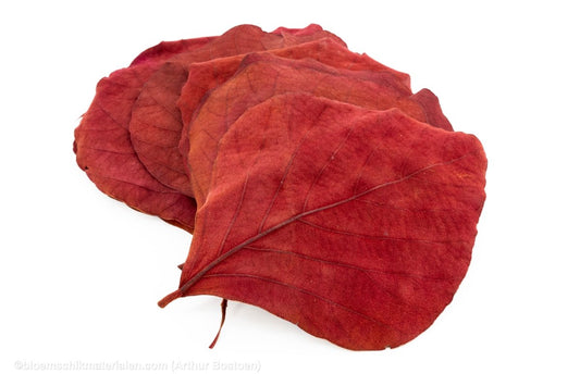 COBRA BLAD BORDEAUX 50ST - bloemschikmaterialen.com