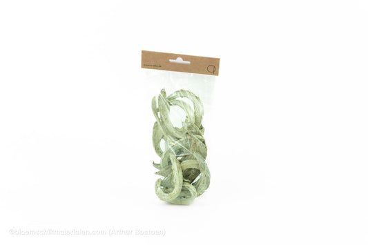 COCO CURL MUNT +/ - 75GR - bloemschikmaterialen.com