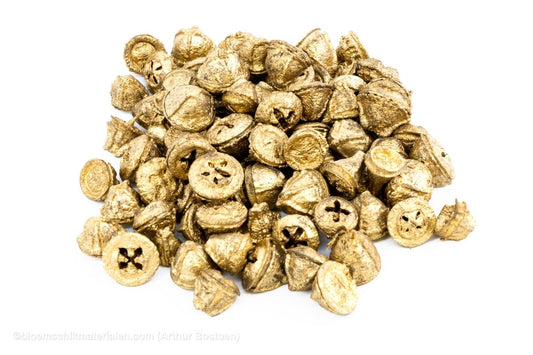 EUCALYPTUS FRUIT (PODS) GOUD +/ - 1KG - bloemschikmaterialen.com