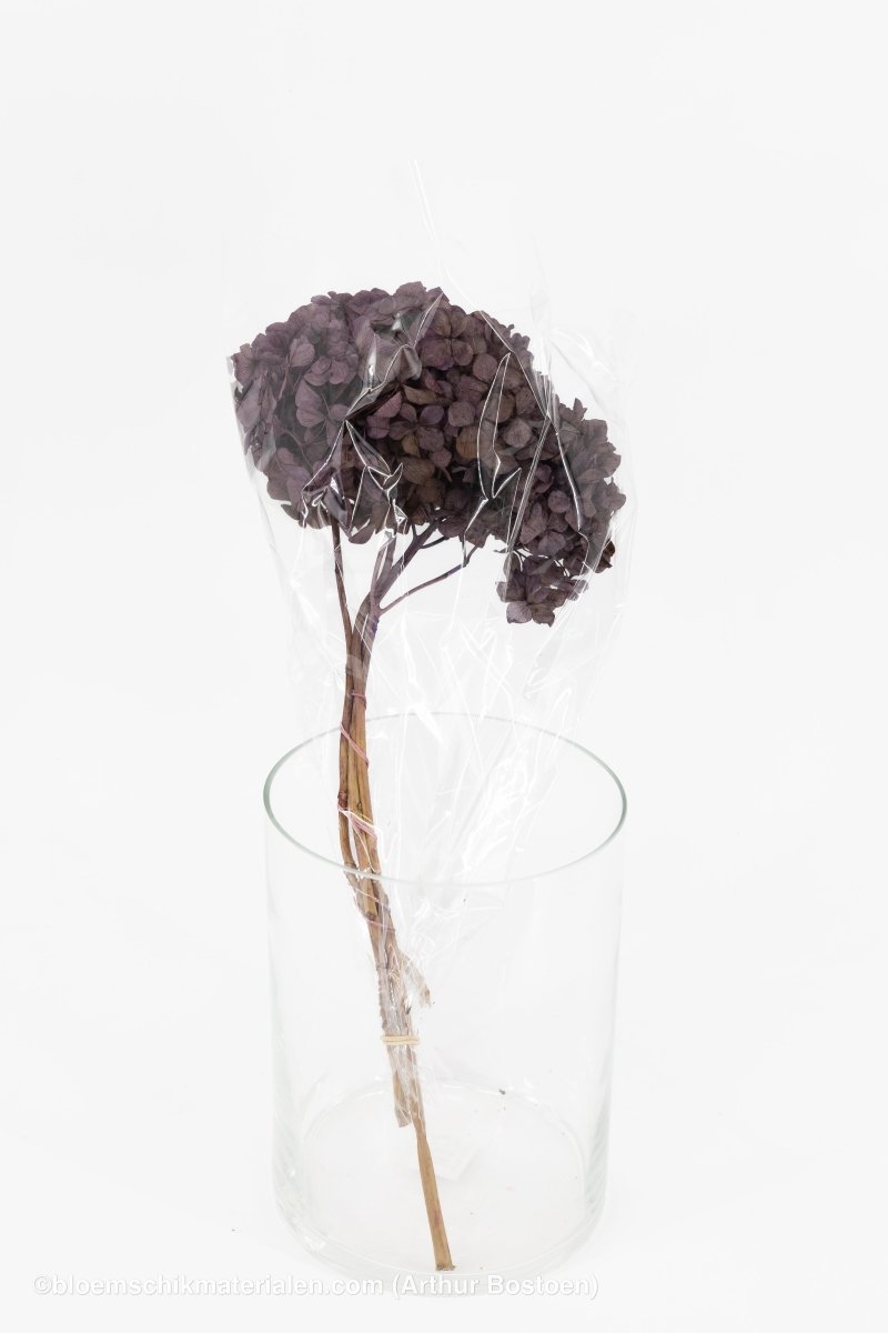 GECONSERVEERDE HORTENSIA (HYDRANGEA) ORCHID +/ - 15CM - bloemschikmaterialen.com
