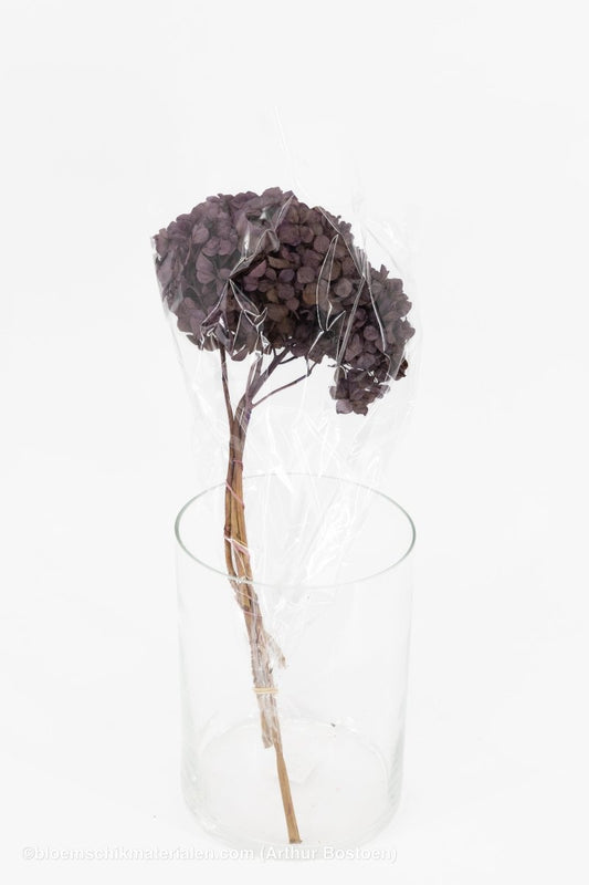 GECONSERVEERDE HORTENSIA (HYDRANGEA) ORCHID +/ - 15CM - bloemschikmaterialen.com