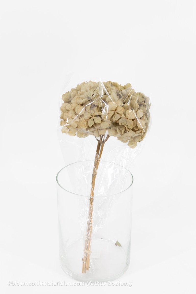 GECONSERVEERDE HORTENSIA (HYDRANGEA) WIT +/ - 15CM - bloemschikmaterialen.com