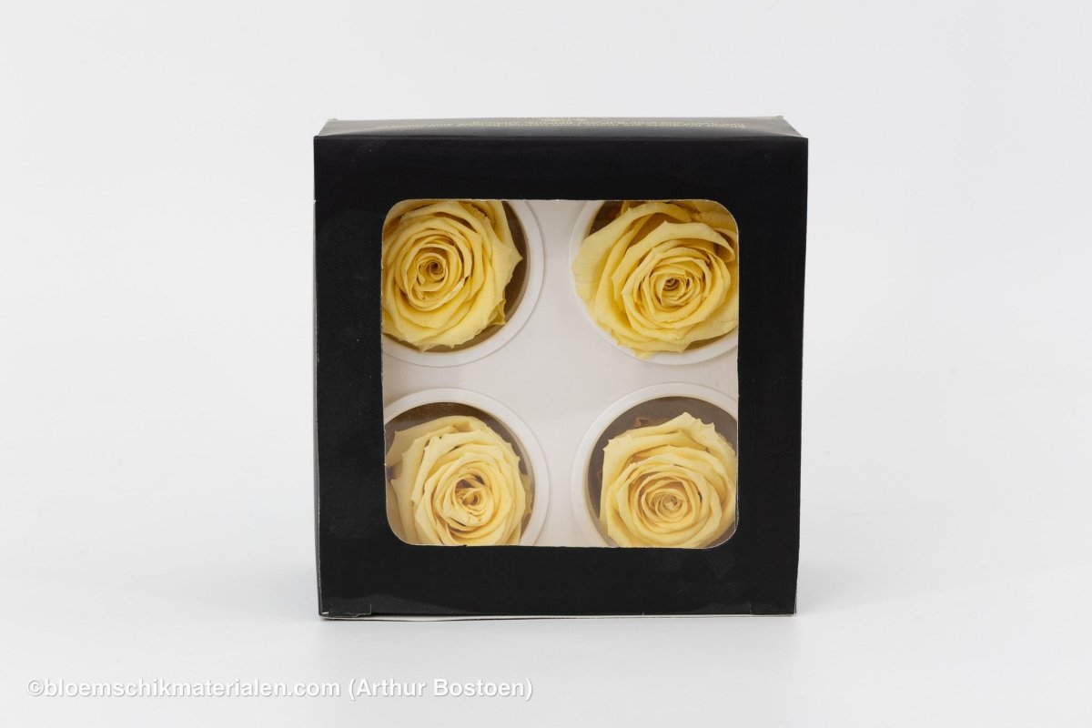GECONSERVEERDE ROOS (LARGE OPEN) +/ - 6.5CM ECRU 4ST - bloemschikmaterialen.com