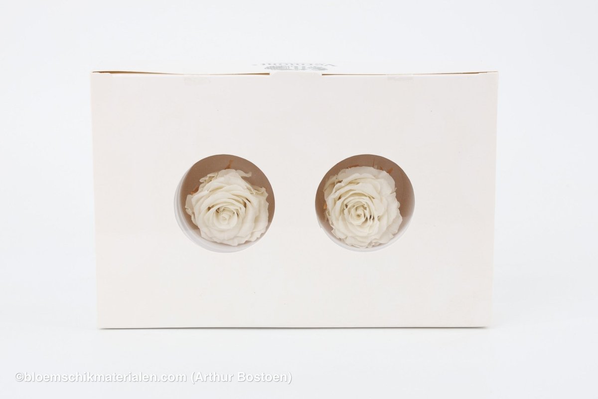 GECONSERVEERDE ROOS (MEDIUM OPEN) +/ - 4.5CM WIT 8ST - bloemschikmaterialen.com