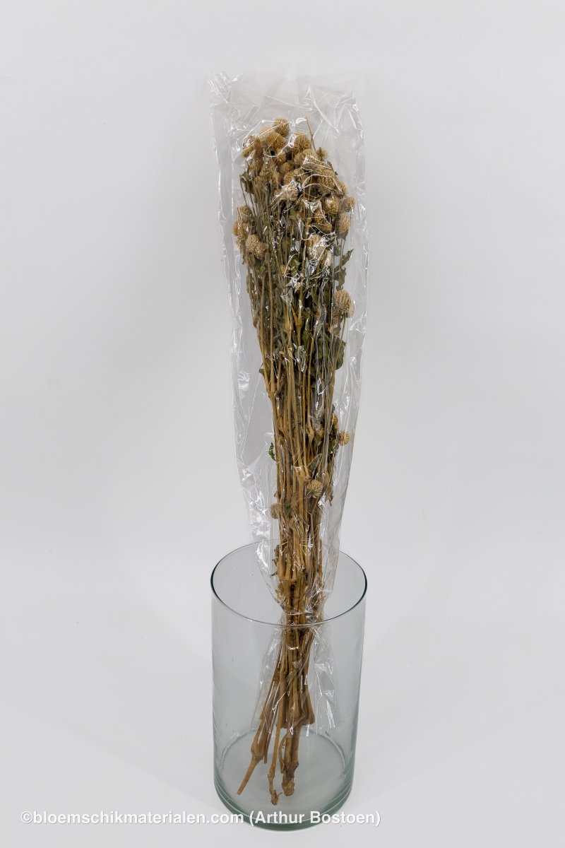 GOMPHRENA CORAL NATUREL +/ - 90GR - bloemschikmaterialen.com