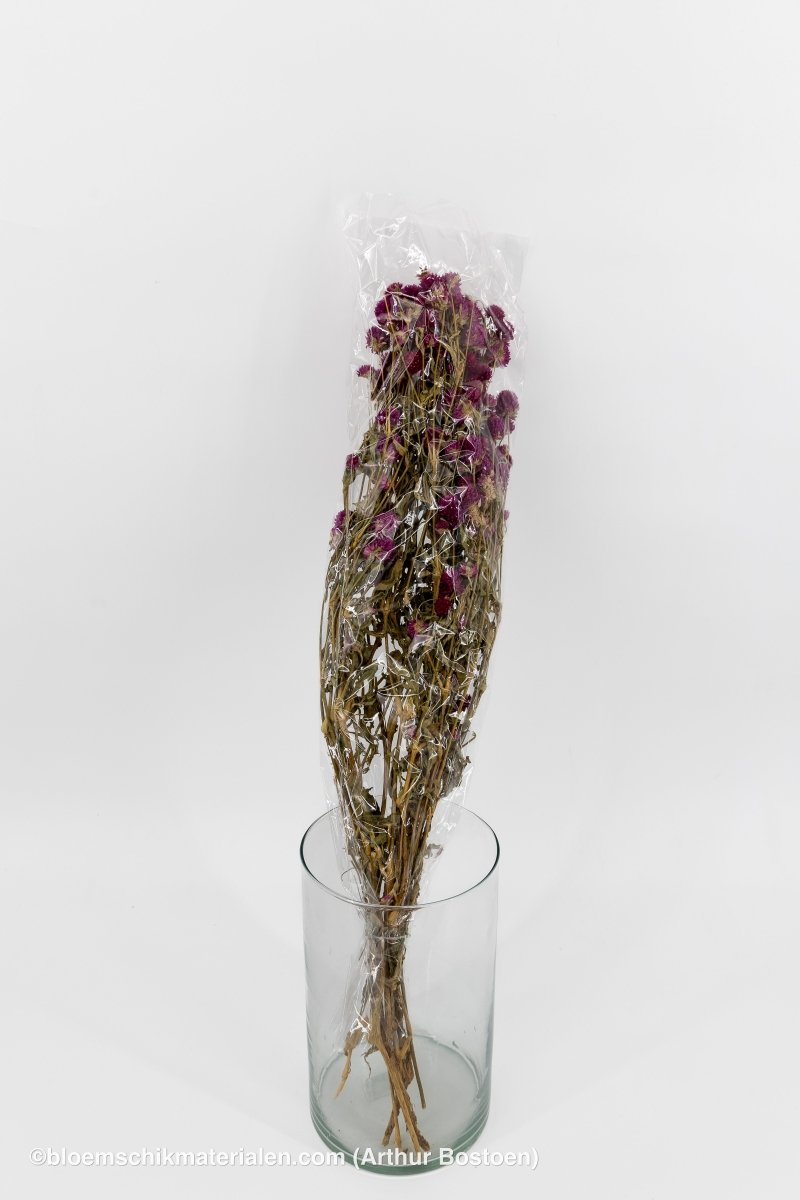 GOMPHRENA FUCHSIA NATUREL +/ - 90GR - bloemschikmaterialen.com