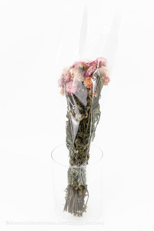HELICHRYSUM LICHTROZE - bloemschikmaterialen.com
