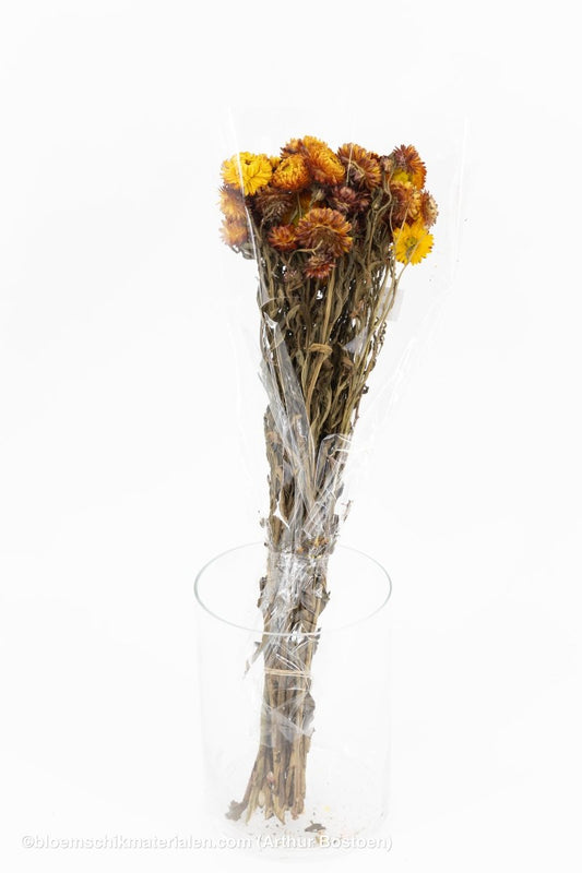 HELICHRYSUM ORANJE - bloemschikmaterialen.com