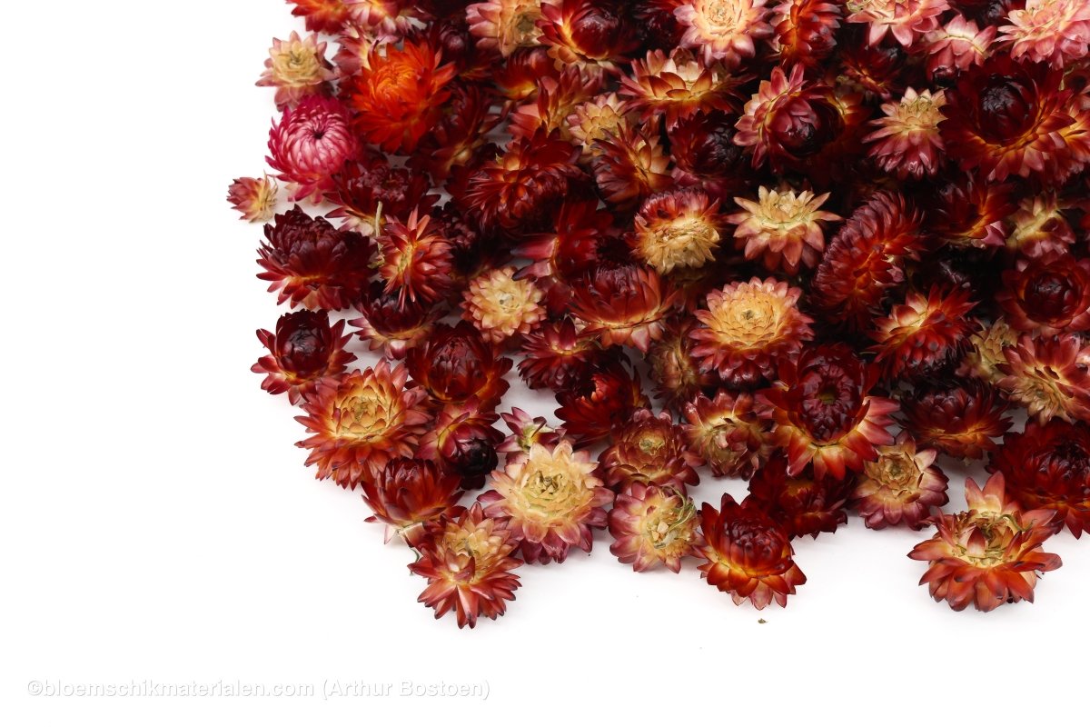 HELICHRYSUMKOPPEN ROOD +/ - 100GR - bloemschikmaterialen.com