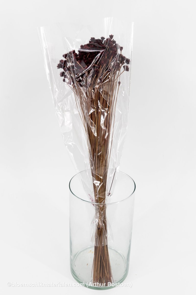 HILL FLOWER PRUIM +/ - 150GR - bloemschikmaterialen.com