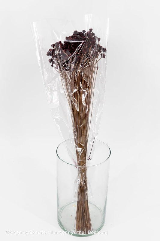HILL FLOWER PRUIM +/ - 150GR - bloemschikmaterialen.com