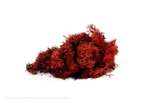 IJSLANDS MOS BORDEAUX +/ - 450GR - bloemschikmaterialen.com