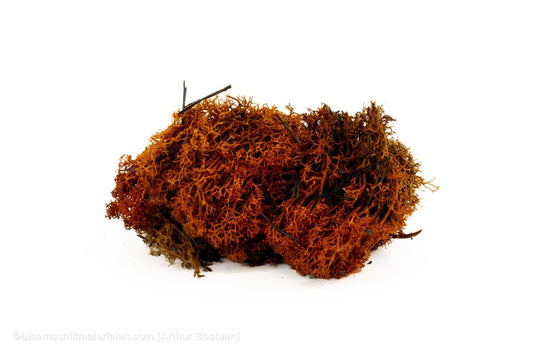 IJSLANDS MOS BRUIN +/ - 50GR - bloemschikmaterialen.com