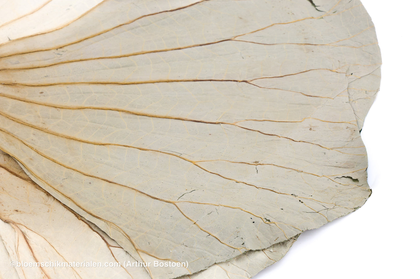 LOTUSBLAD NATUREL 5ST