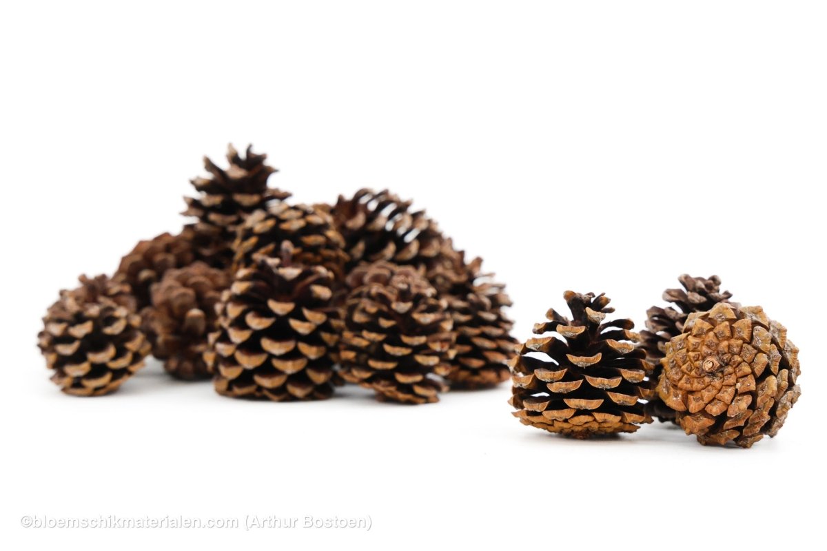 MUGUS NATUREL +/ - 500 GR - bloemschikmaterialen.com