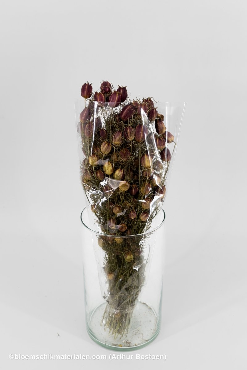 NIGELLA ORIENTALIS NATUREL - bloemschikmaterialen.com