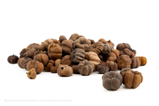 PHUTKA PODS NATUREL +/ - 250GR - bloemschikmaterialen.com