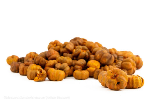 PHUTKA PODS ORANJE +/ - 250GR - bloemschikmaterialen.com