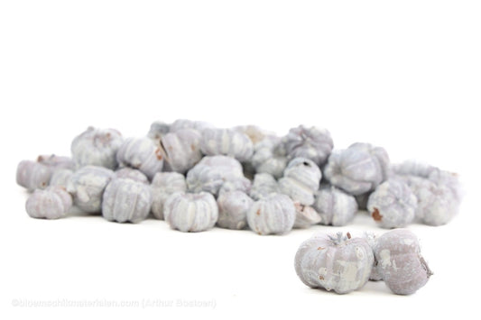 PHUTKA PODS WIT +/ - 250GR - bloemschikmaterialen.com