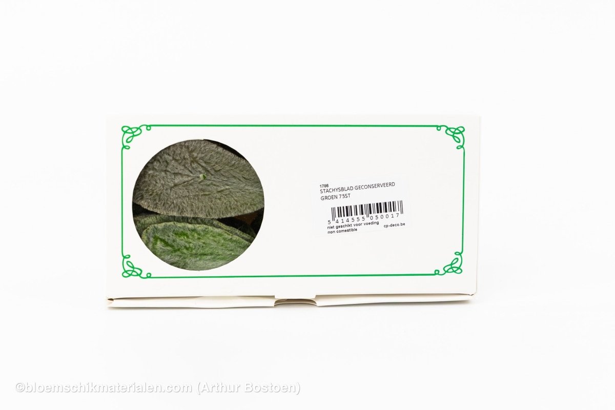 STACHYSBLAD GECONSERVEERD GROEN 75ST - bloemschikmaterialen.com