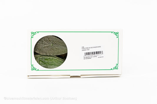 STACHYSBLAD GECONSERVEERD GROEN 75ST - bloemschikmaterialen.com