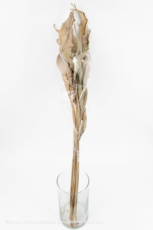 STRELITZIA LANG NATUREL 10ST - bloemschikmaterialen.com