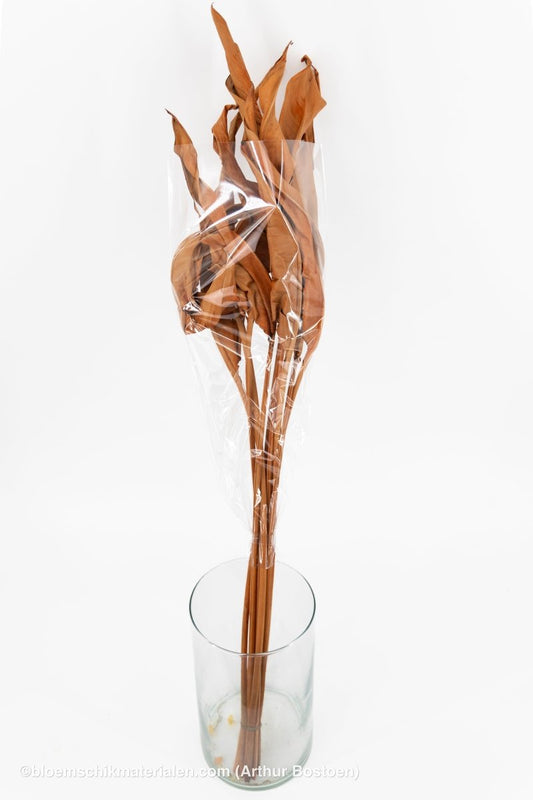 STRELITZIA LANG TERRACOTTA 10ST - bloemschikmaterialen.com