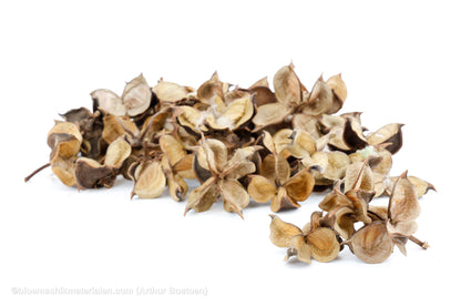 COTTON PODS NATUREL +/-250GR