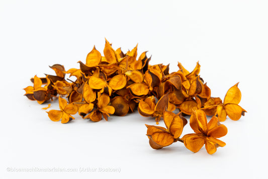 COTTON PODS ORANJE (ABRIKOOS) +/-50GR