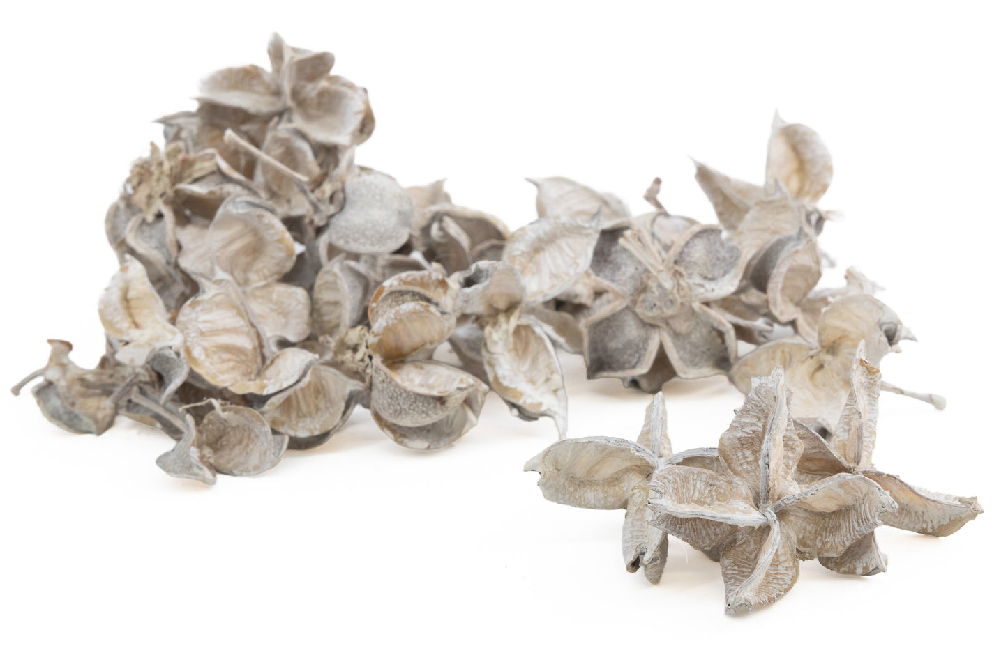 COTTON PODS WHITE WASH +/-50GR