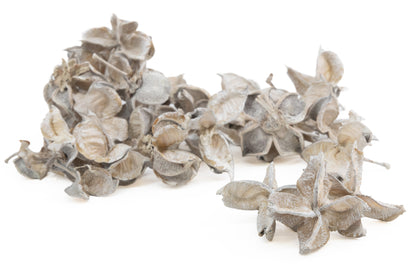 COTTON PODS WHITE WASH +/-50GR