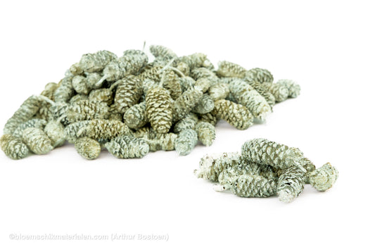 ELZEN PEARL SAGE +/-75GR