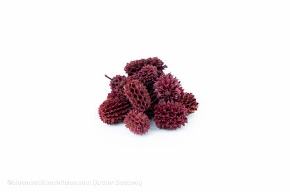 CASURINA ROOD (75GR)