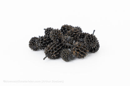 CASURINA ZWART (75GR)